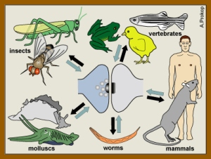 Model organisms and their link to humans
