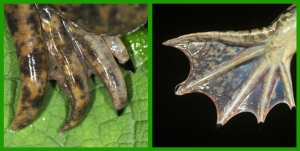 The Xenopus laevis' forelimbs (left) and hind limbs (right)